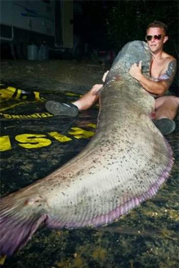 Bắt được cá trê khổng lồ ở Tây Ban Nha - Ảnh 3.