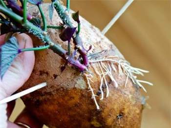 Cách trồng khoai lang thủy sinh, vừa trang trí vừa có rau sạch ăn