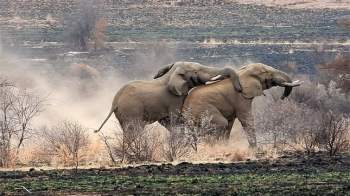 Cận cảnh cuộc chiến tàn khốc khiến voi khổng lồ chết thảm ảnh 5