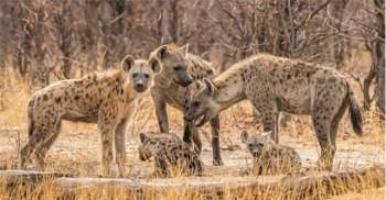 Chó hoang châu Phi cả gan bao vây, linh cẩu 