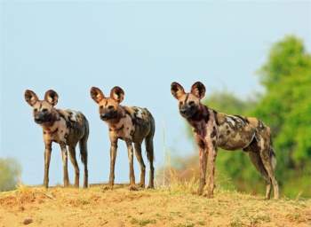 Chó hoang châu Phi cả gan bao vây, linh cẩu 