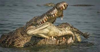 Loài cá sấu thuộc nhóm lớn nhất thế giới này ăn thịt cả đồng loại của mình. 