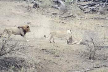 Chuyện lạ: Sư tử đực làm hành động ‘đáng xấu hổ’ giúp lợn bướu thoát chết ngoạn mục ảnh 3