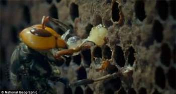 Ong bắp cày ăn thịt ong mật non ở trong tổ. Ảnh: National Geographic