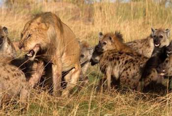 Bầy linh cẩu vây giết sư tử.