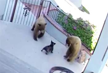 Chú chó nhỏ đánh đuổi 2 con gấu nâu.