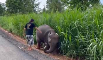 Một cô gái tốt bụng đã đến để giải cứu chú voi nhỏ.