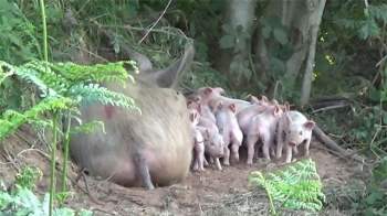 Đằng sau lớp bụi rậm là nguyên một gia đình lợn đáng yêu gồm lợn mẹ và 10 chú lợn con mới sinh.