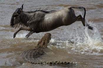 Cá sấu săn linh dương đầu bò.