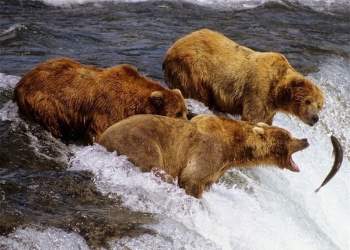 Gấu xám săn cá hồi.