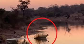 Con linh dương impala thi triển tuyệt kỹ phóng thân mình dưới làn nước.