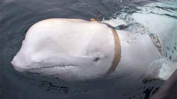 Con cá voi trắng có thân phận bí ẩn, quanh người đeo chiếc nịt có khác dòng chữ Equipment St Petersburg.