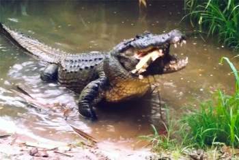 Cá sấu ăn thịt rùa.