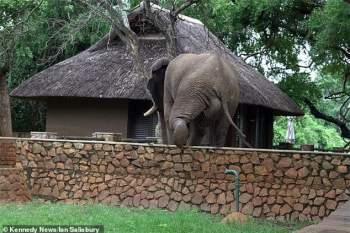 Ăn xong đàn voi tiếp tục trèo qua bức tường để đi về.
