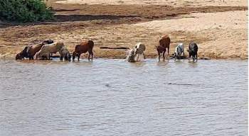 Bầy gia súc uống nước bên bờ sông.