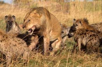 Sư tử đực bị đàn linh cẩu tấn công.