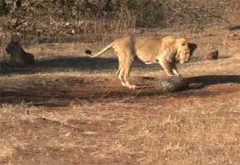 Sư tử gặp khó khăn trong việc cố gắng giết chết tê tê.