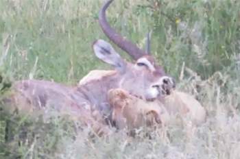 Sư tử vạt lộn với linh dương Waterbuck.