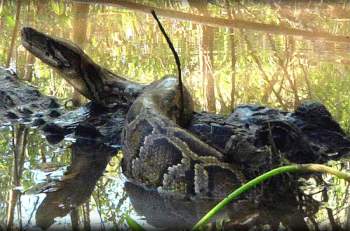Trăn Miến Điện khổng lồ đại chiến với cá sấu.
