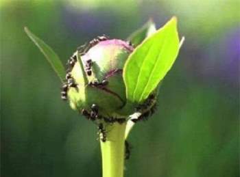 côn trùng, kiến, trồng cây cảnh