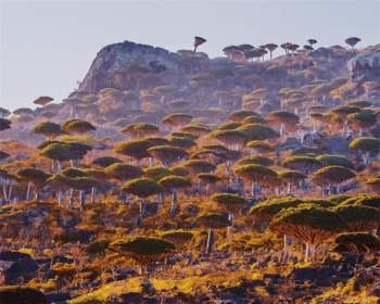 Đảo Socotra độc lạ nhất ở Ấn Độ Dương, được ví như công viên kỷ Jura viễn tưởng - 1