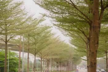 Đường phố Hà Nội đẹp ngỡ ngàng dưới những hàng cây bàng lá nhỏ ảnh 11