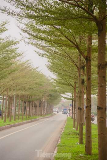 Đường phố Hà Nội đẹp ngỡ ngàng dưới những hàng cây bàng lá nhỏ ảnh 5