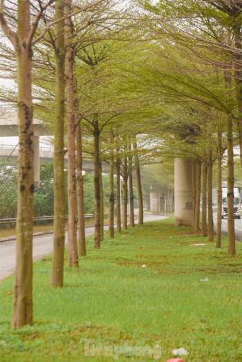 Đường phố Hà Nội đẹp ngỡ ngàng dưới những hàng cây bàng lá nhỏ ảnh 6