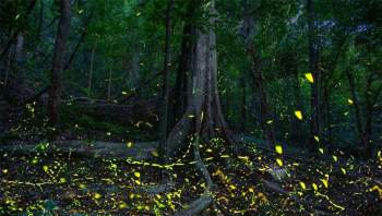 Giữa đêm, 'ngàn sao' sáng rực bỗng hiện ra ở rừng Cúc Phương - 4