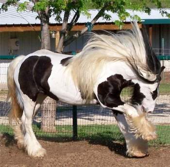 Con ngựa Gypsy có thân hình đặc biệt.
