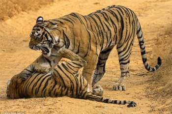 Trong khi hổ mẹ nghiêm túc chỉ dạy thì chú hổ con “lầy lội” này lại không tập trung học tập.