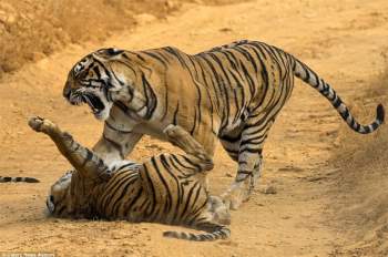 Hổ mẹ điên tiết liên tác tát vào mặt con mình.