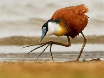 gà lôi nước, African jacana bird, khám phá thiên nhiên