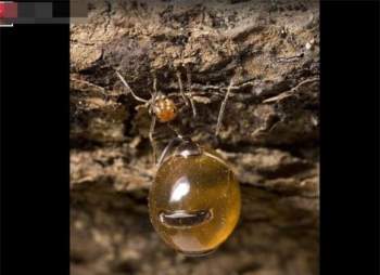 kiến, kiết tiết mật, khám phá khoa học, Kiến Honeypot