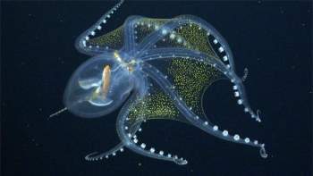 Loài vật thông minh nhất đại dương chính là bạch tuộc