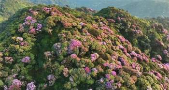 Mê mẩn ngắm hoa Đỗ Quyên nở rực trên đỉnh núi PuTaLeng ảnh 1