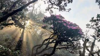 Mê mẩn ngắm hoa Đỗ Quyên nở rực trên đỉnh núi PuTaLeng ảnh 9
