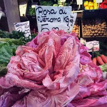 Mệnh danh là “Vua” các loại rau diếp, có giá lên đến 500.000 đồng/kg, không phải ai cũng biết loại rau này - 2