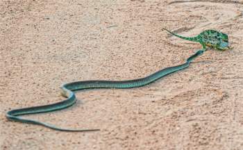 Rắn lục Boomslang và đối thủ.