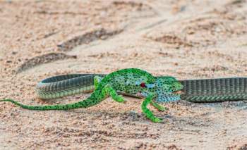 Vết cắn của rắn lục Boomslang có thể khiến nạn nhân chảy máu cho đến chết.