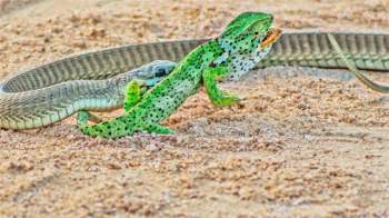 Con mồi gần như không có cửa trước rắn lục Boomslang.