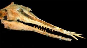 Phát hiện cá heo 25 triệu năm tuổi với hàm răng kỳ lạ ảnh 1