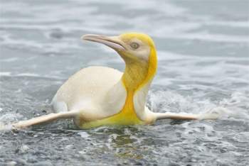 Phát hiện chim cánh cụt màu vàng kỳ lạ, ‘hiếm có khó tìm’ ảnh 1