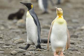 Phát hiện chim cánh cụt màu vàng kỳ lạ, ‘hiếm có khó tìm’ ảnh 2