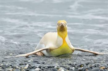 Phát hiện chim cánh cụt màu vàng kỳ lạ, ‘hiếm có khó tìm’ ảnh 3