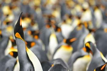 Phát hiện chim cánh cụt màu vàng kỳ lạ, ‘hiếm có khó tìm’ ảnh 7