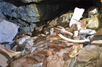 Phát hiện hang động chứa đầy xương voi ma mút, tê giác và gấu ảnh 1
