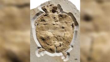 Hóa thạch được bảo quản của rùa Solnhofia parsonsi có niên đại từ kỷ Jura. (Ảnh: Felix Augustine)