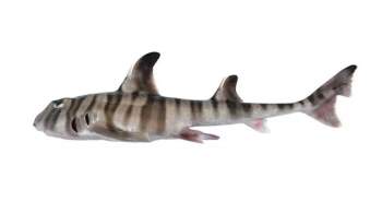 Phát hiện loài cá mập mới có răng hàm giống người ảnh 1
