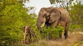 Mô hình được voi mẹ xếp thành từ từng mảnh gỗ.